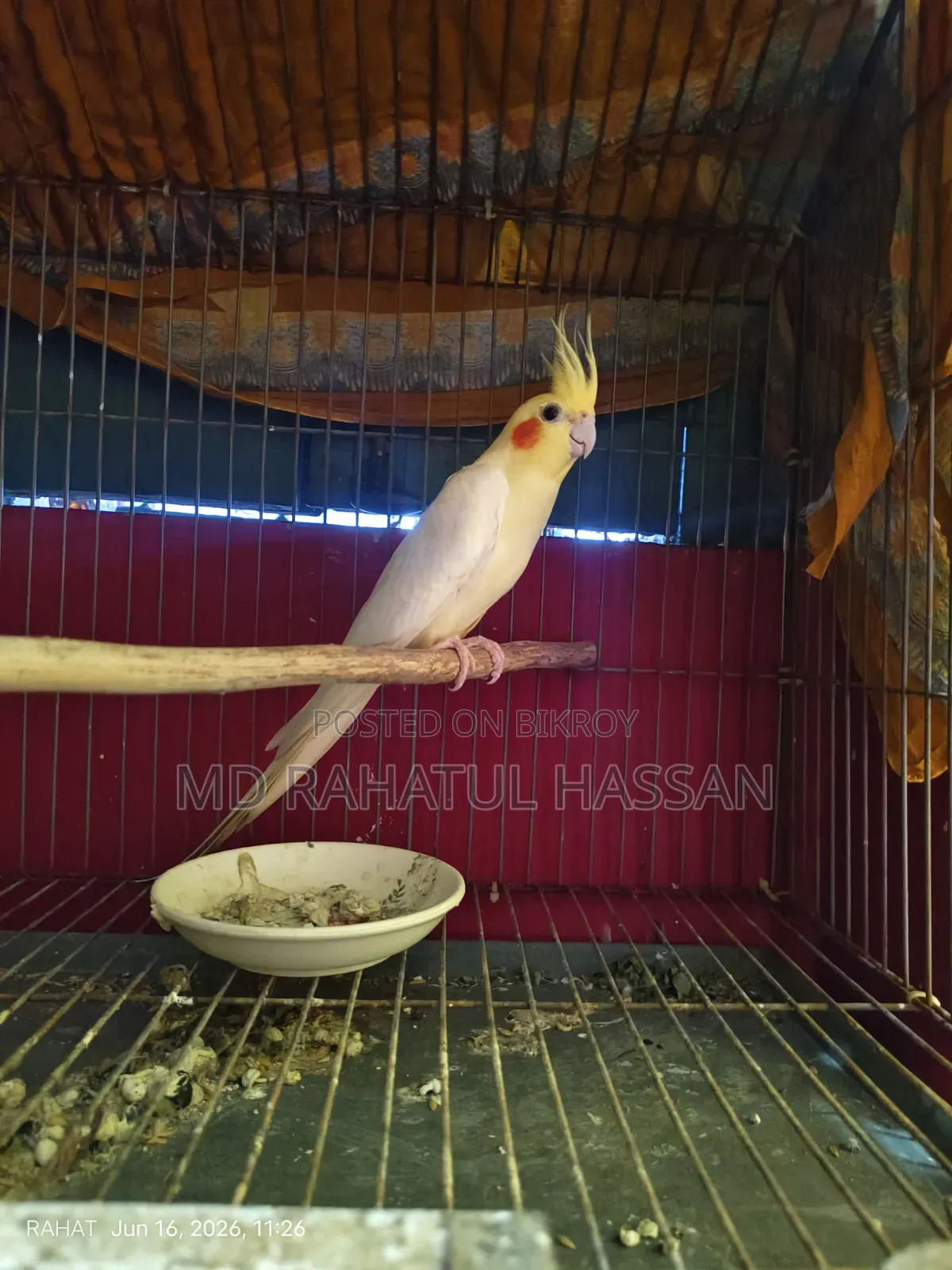 ককটেল পাখি