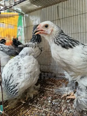Brahma Chicken