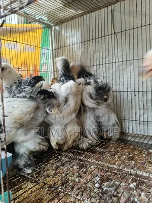 Brahma Chicken