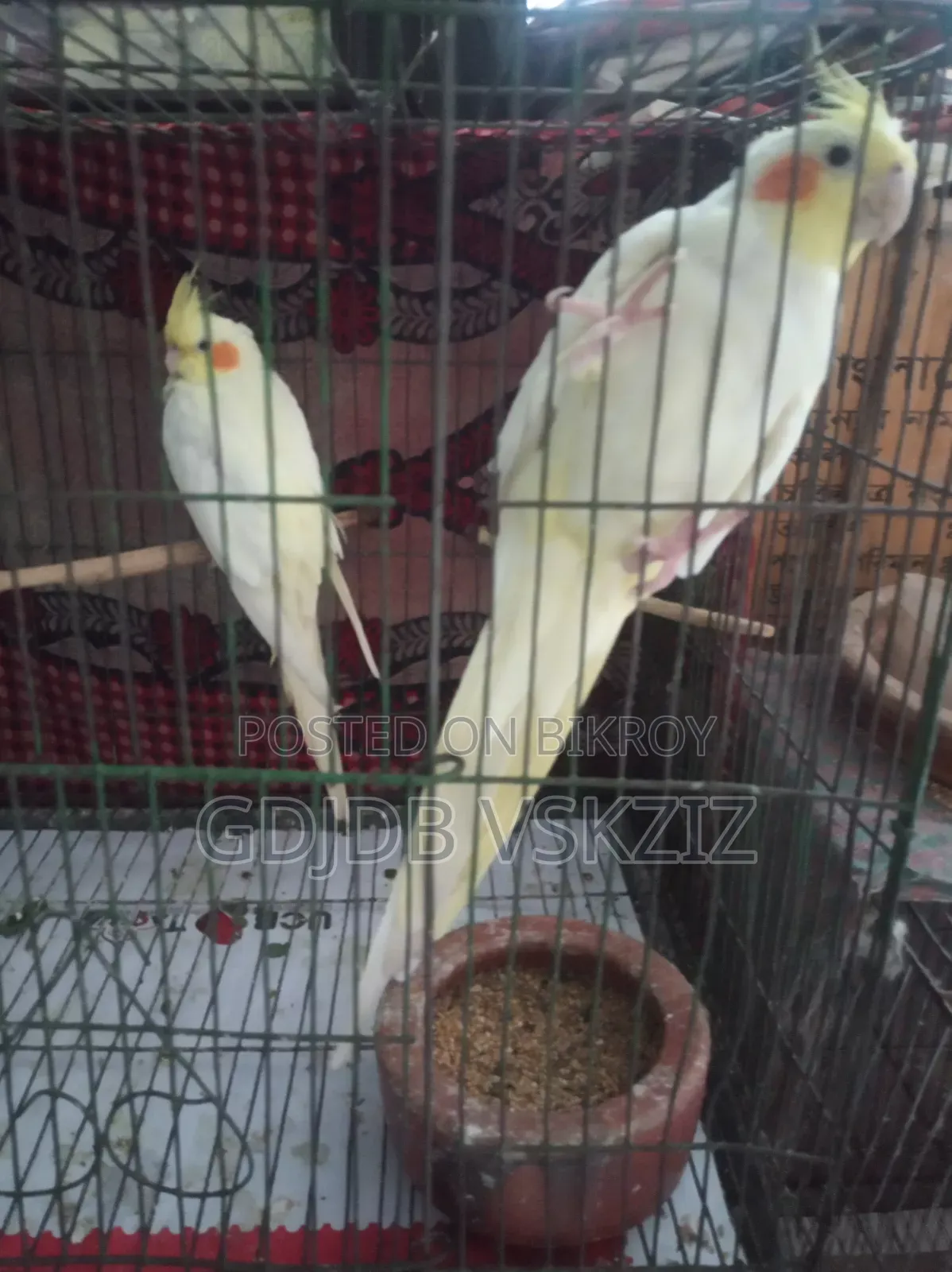 পাখি বিক্রি হবে
