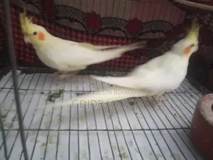 পাখি বিক্রি হবে