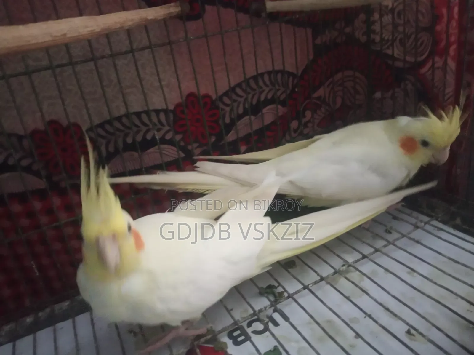পাখি বিক্রি হবে