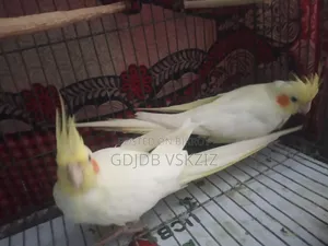 পাখি বিক্রি হবে