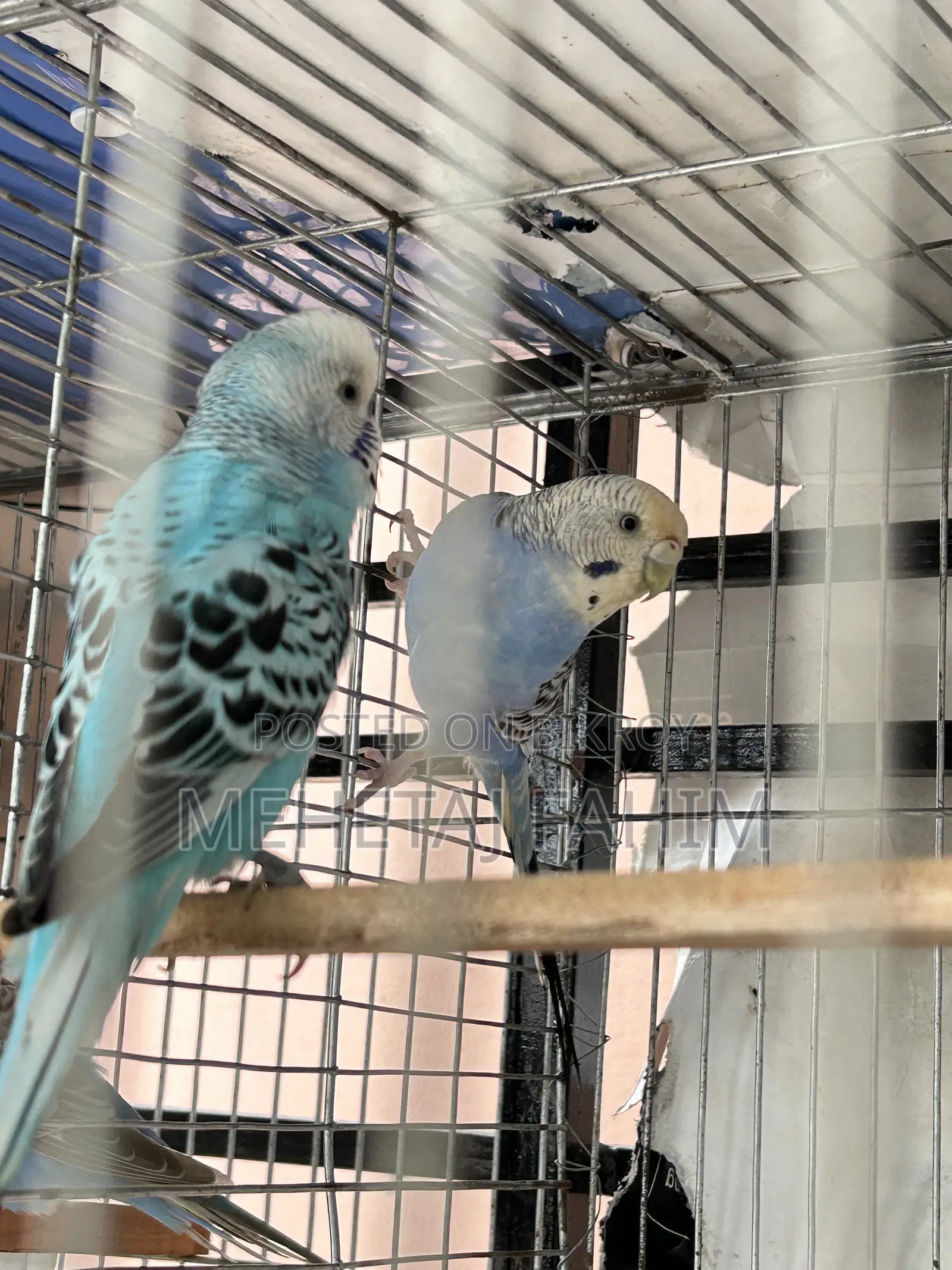Budgie Breeding Pair