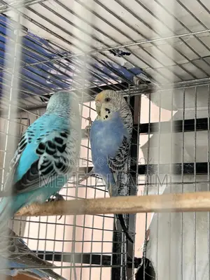 Budgie Breeding Pair