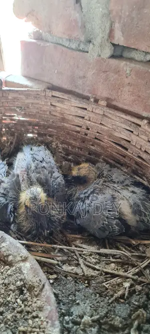 Original Jalali Wild Chicks