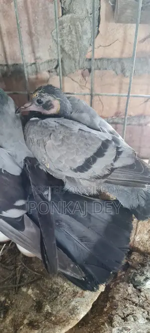 Original Jalali Wild Chicks