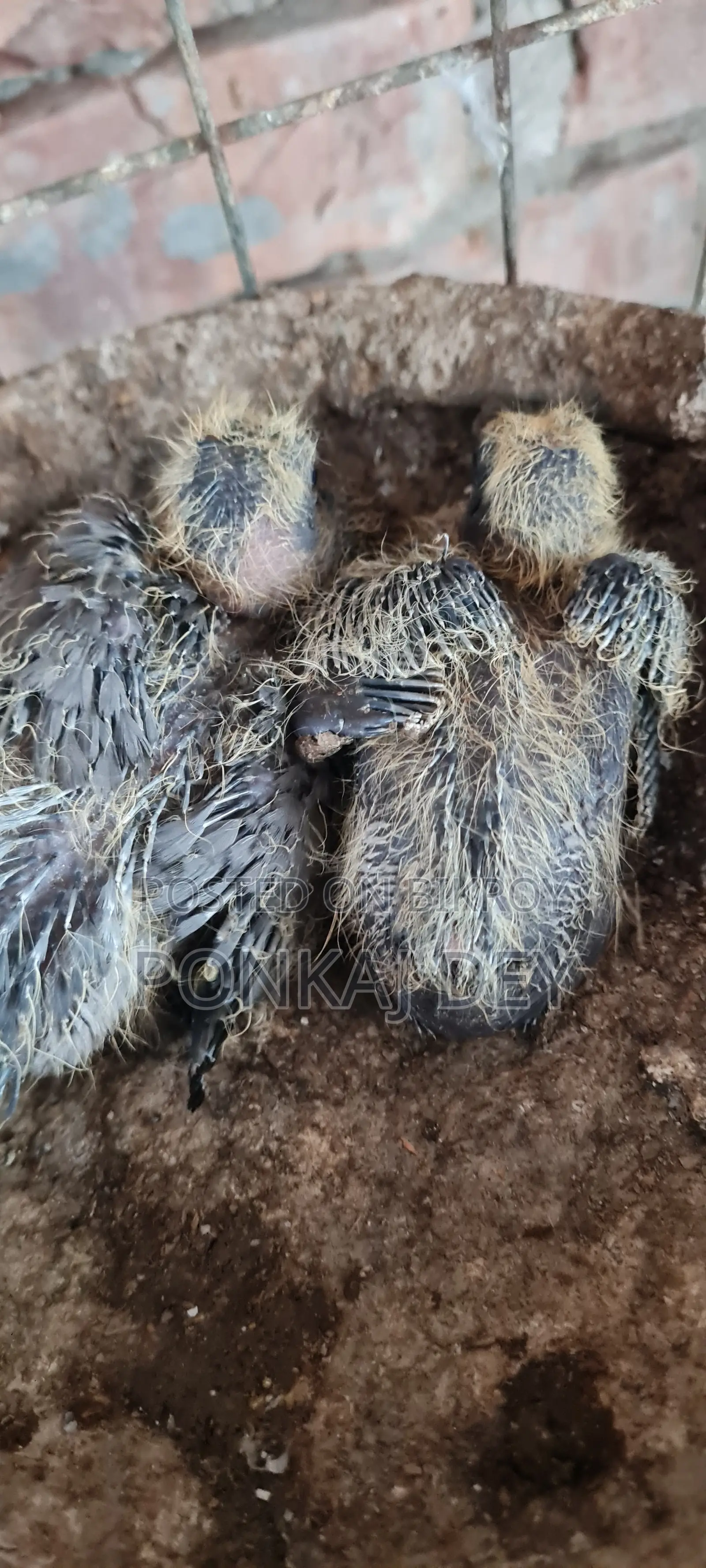 Original Jalali Wild Chicks