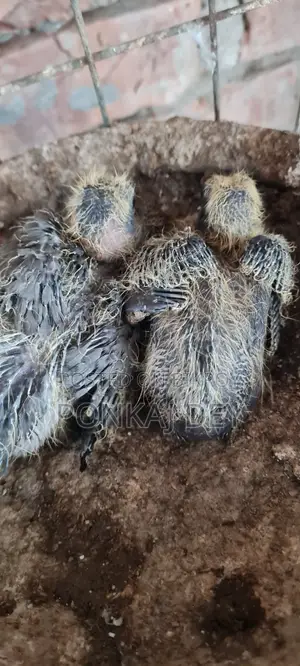Original Jalali Wild Chicks