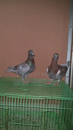 রেসার কবুতর