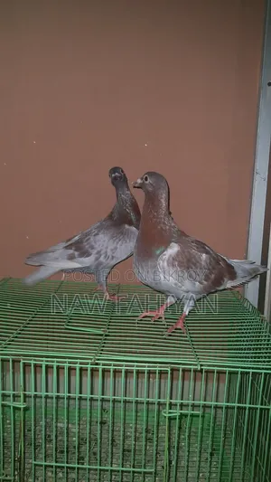 রেসার কবুতর