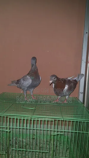 রেসার কবুতর
