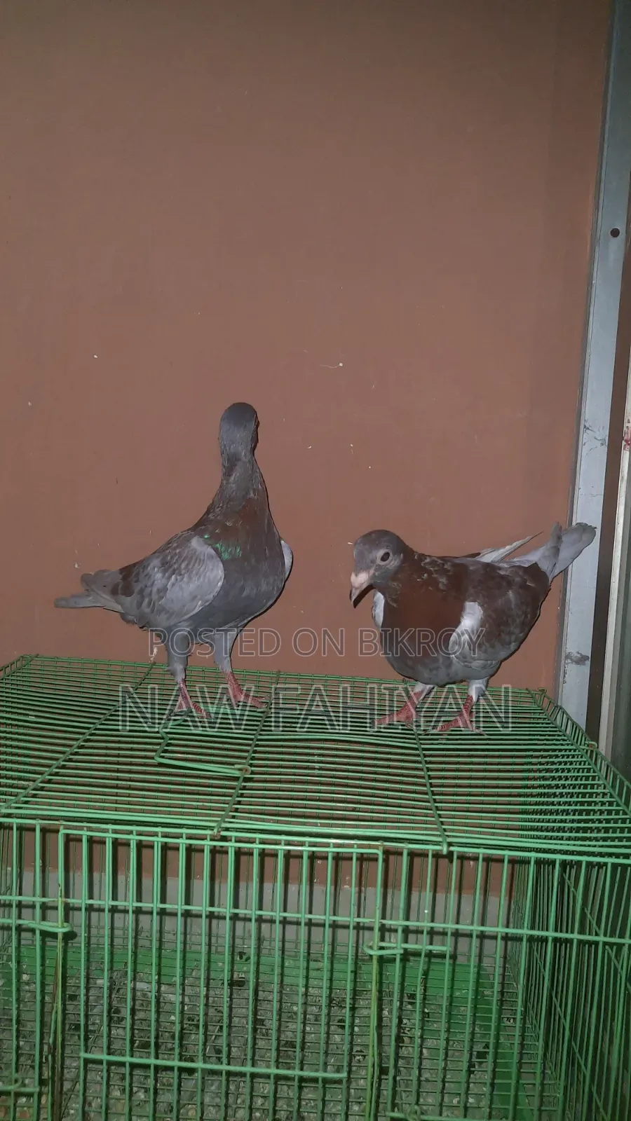 রেসার কবুতর