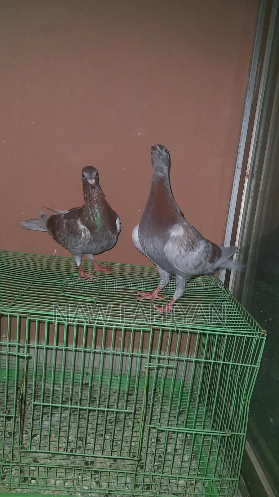 রেসার কবুতর