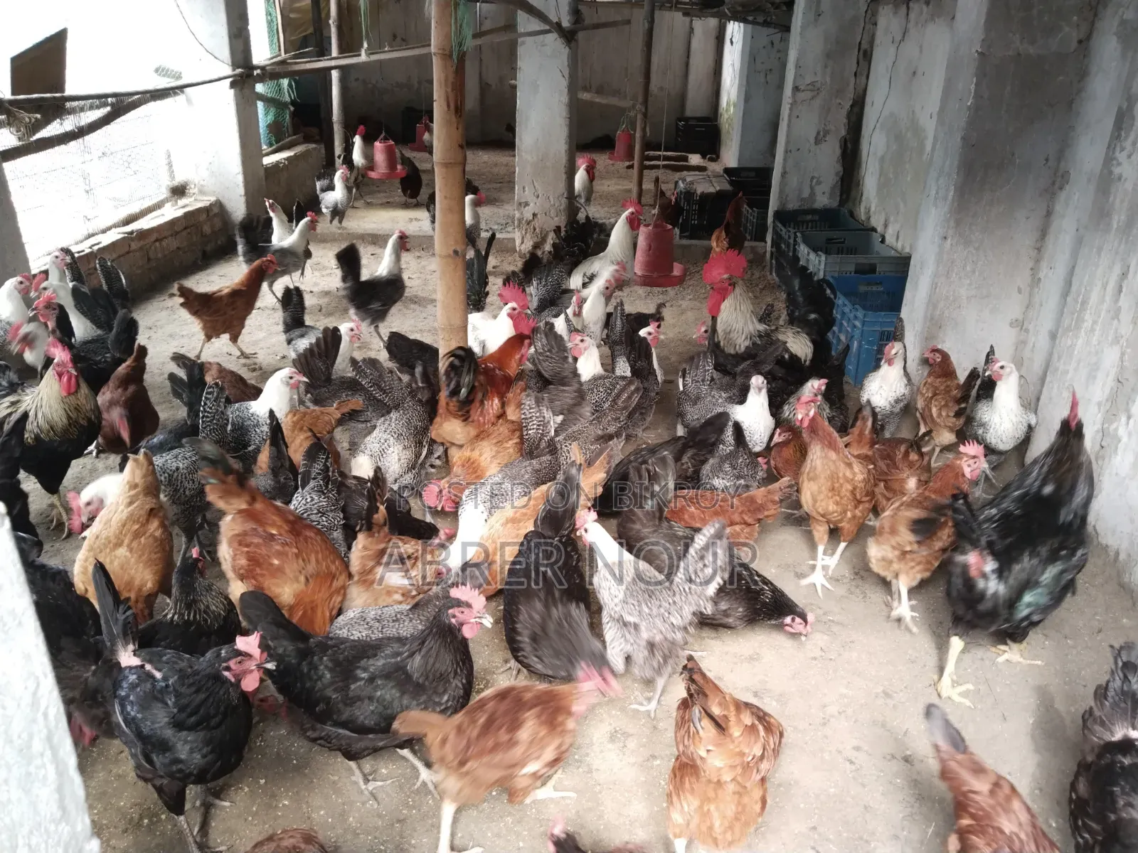 Paumi Chicken ||| Large Size