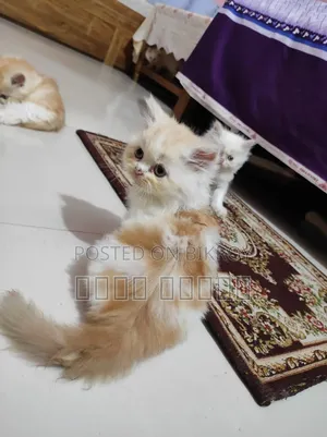 1-3 Months Female Purebred Persian