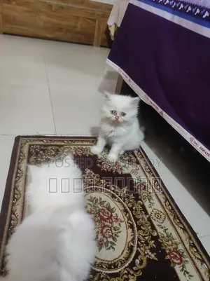 1-3 Months Female Purebred Persian