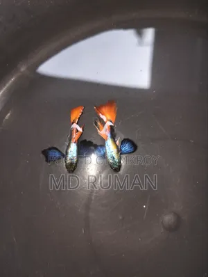 Guppy Fish