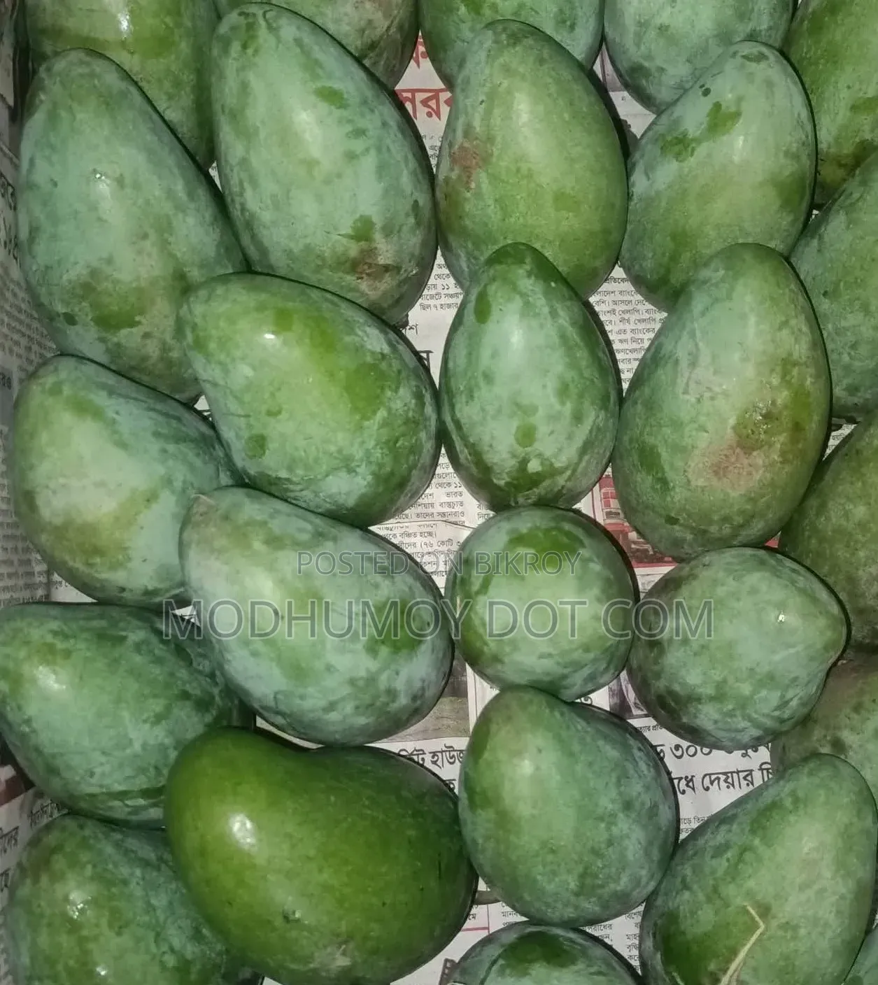 Delicious Amrapali Mangoes