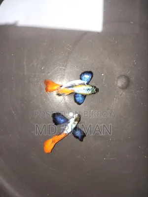 Guppy Fish