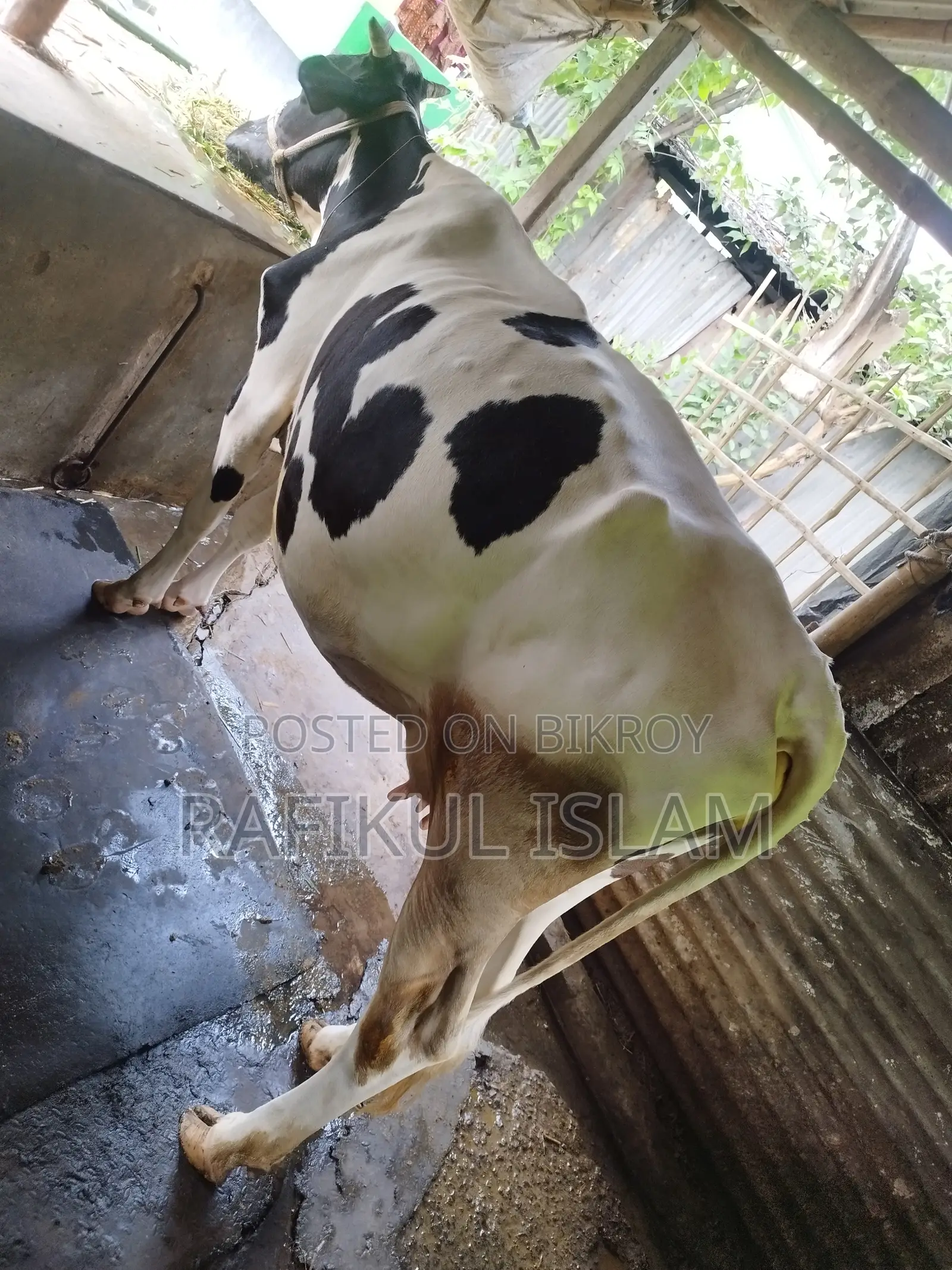 Urgent Sale: High Quality Holstein Friesian Cow