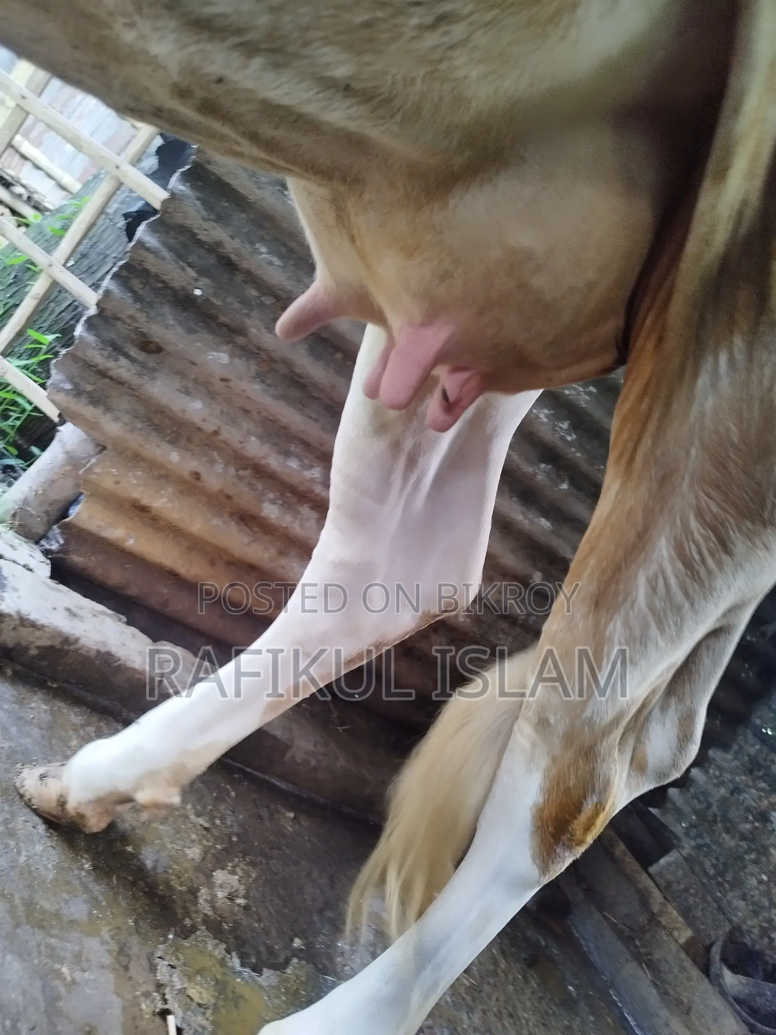 Urgent Sale: High Quality Holstein Friesian Cow