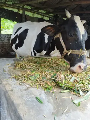 Urgent Sale: High Quality Holstein Friesian Cow