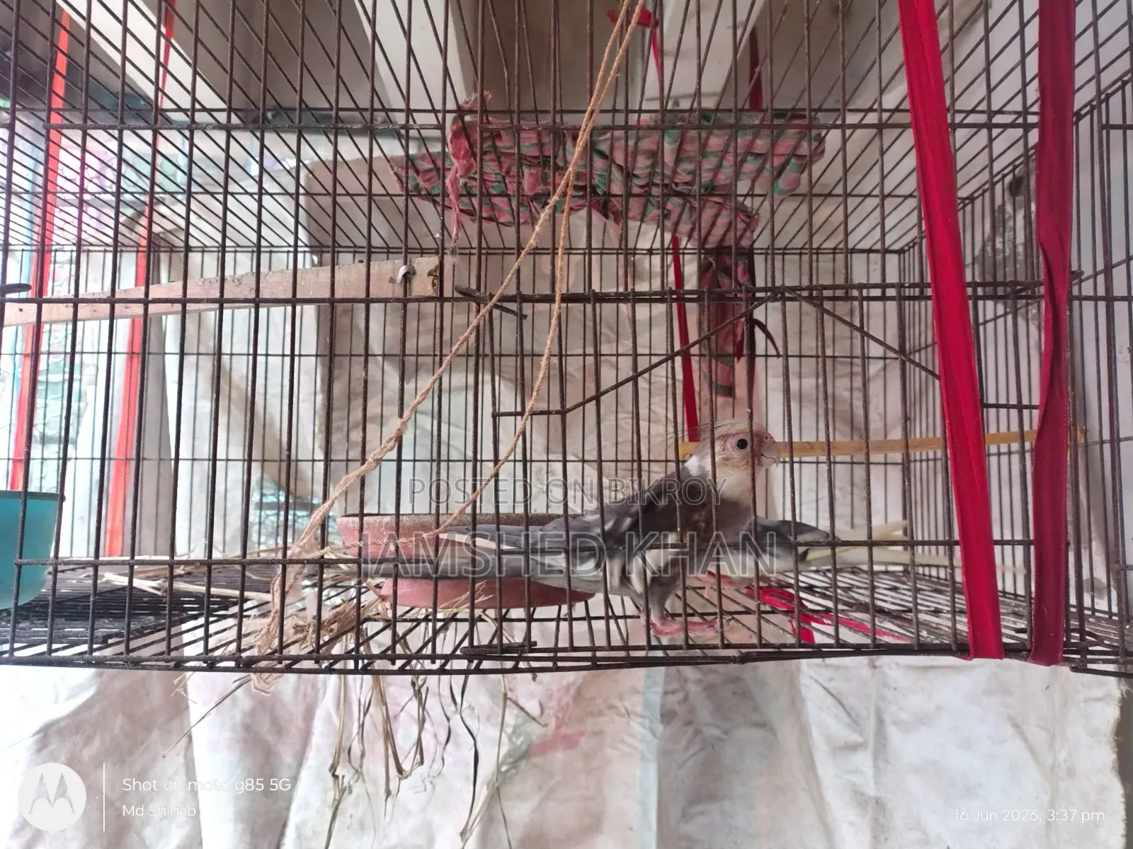 কোকাটেল পাখি