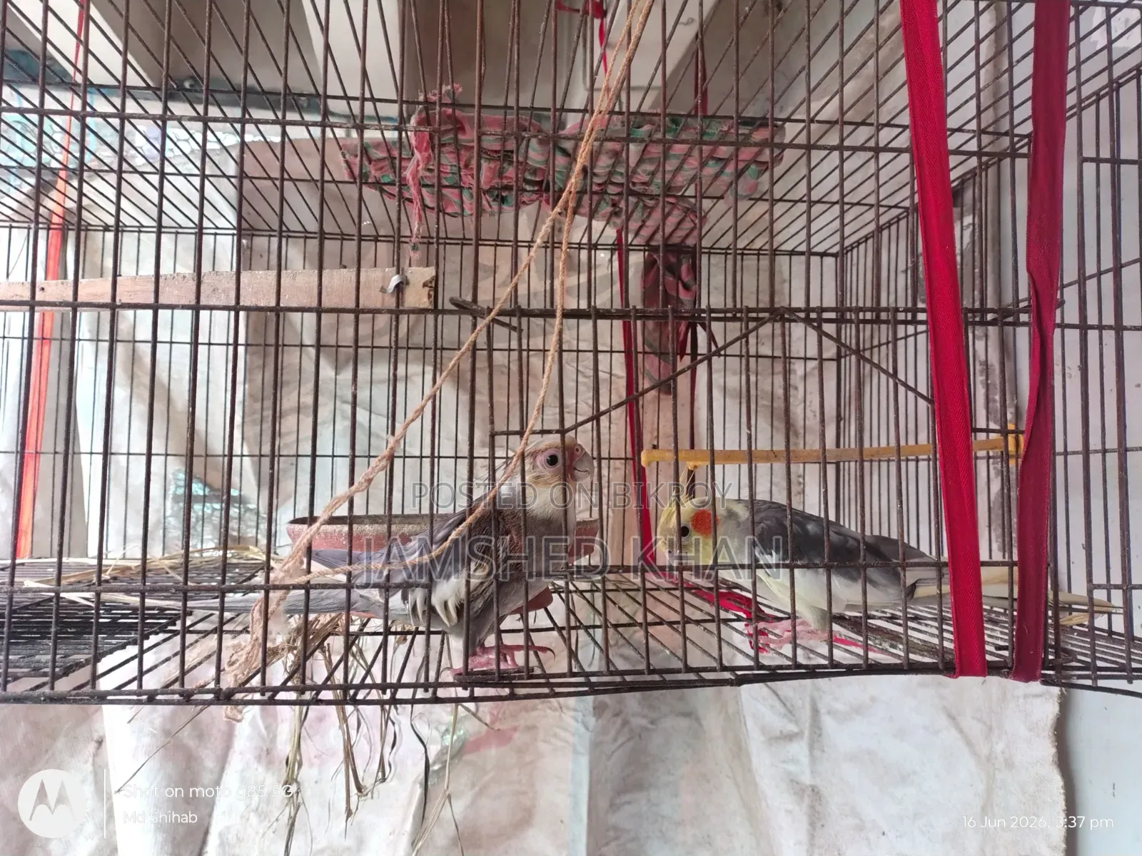 কোকাটেল পাখি