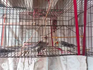 কোকাটেল পাখি