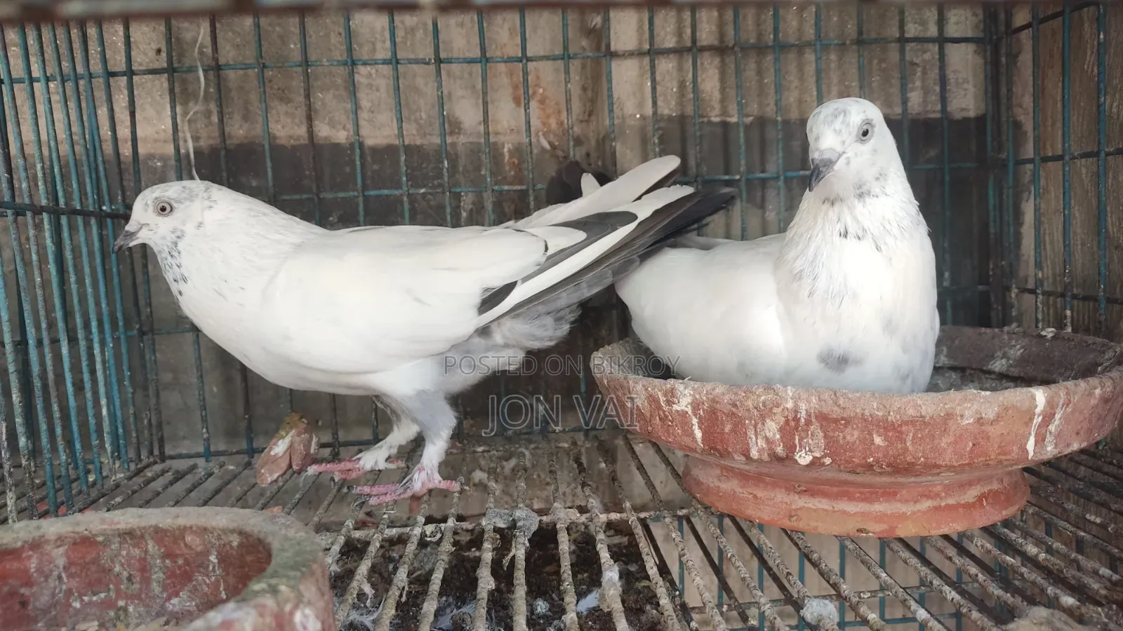 গলায় লাল কবুতর