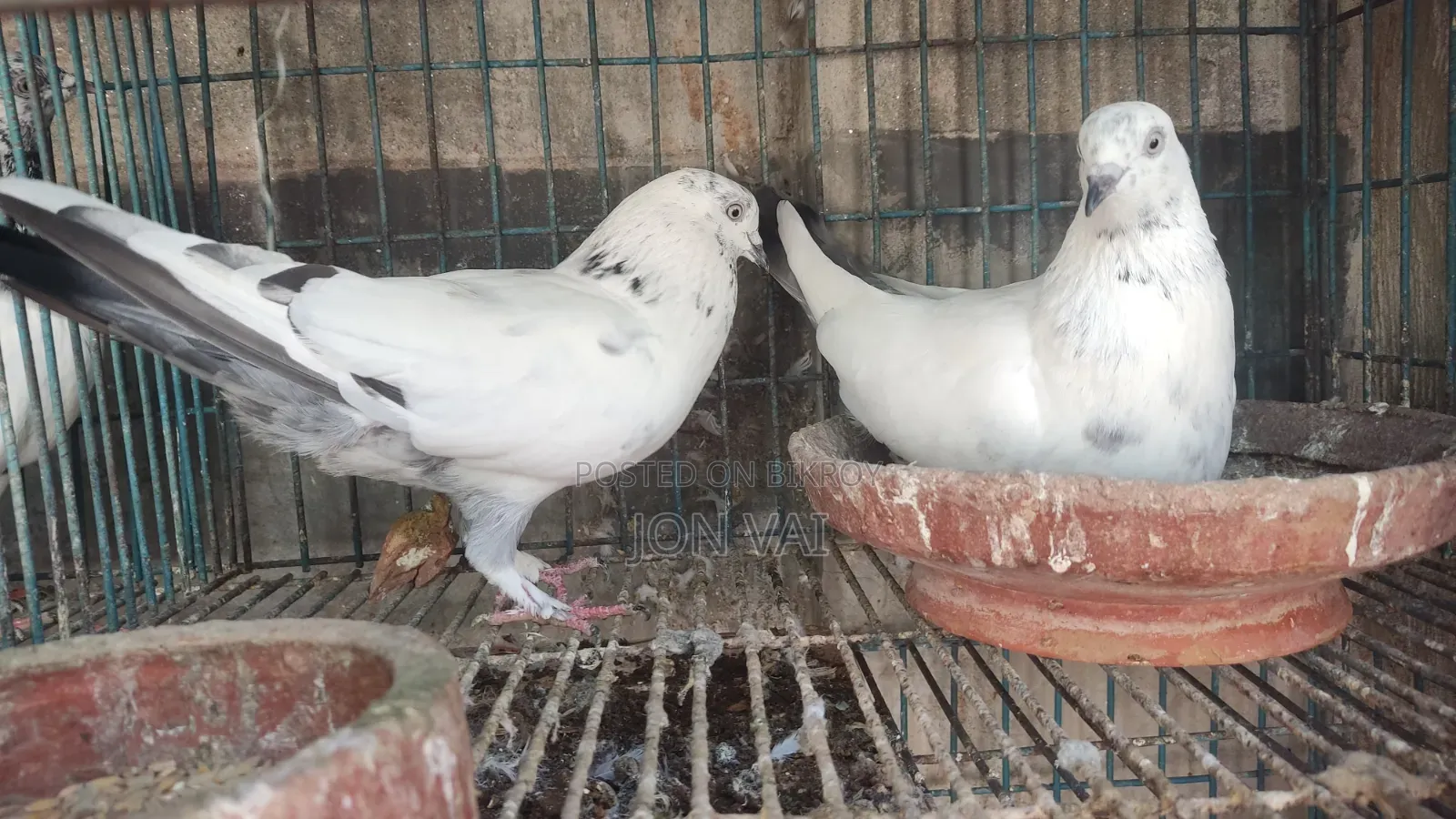 গলায় লাল কবুতর