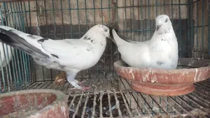 গলায় লাল কবুতর