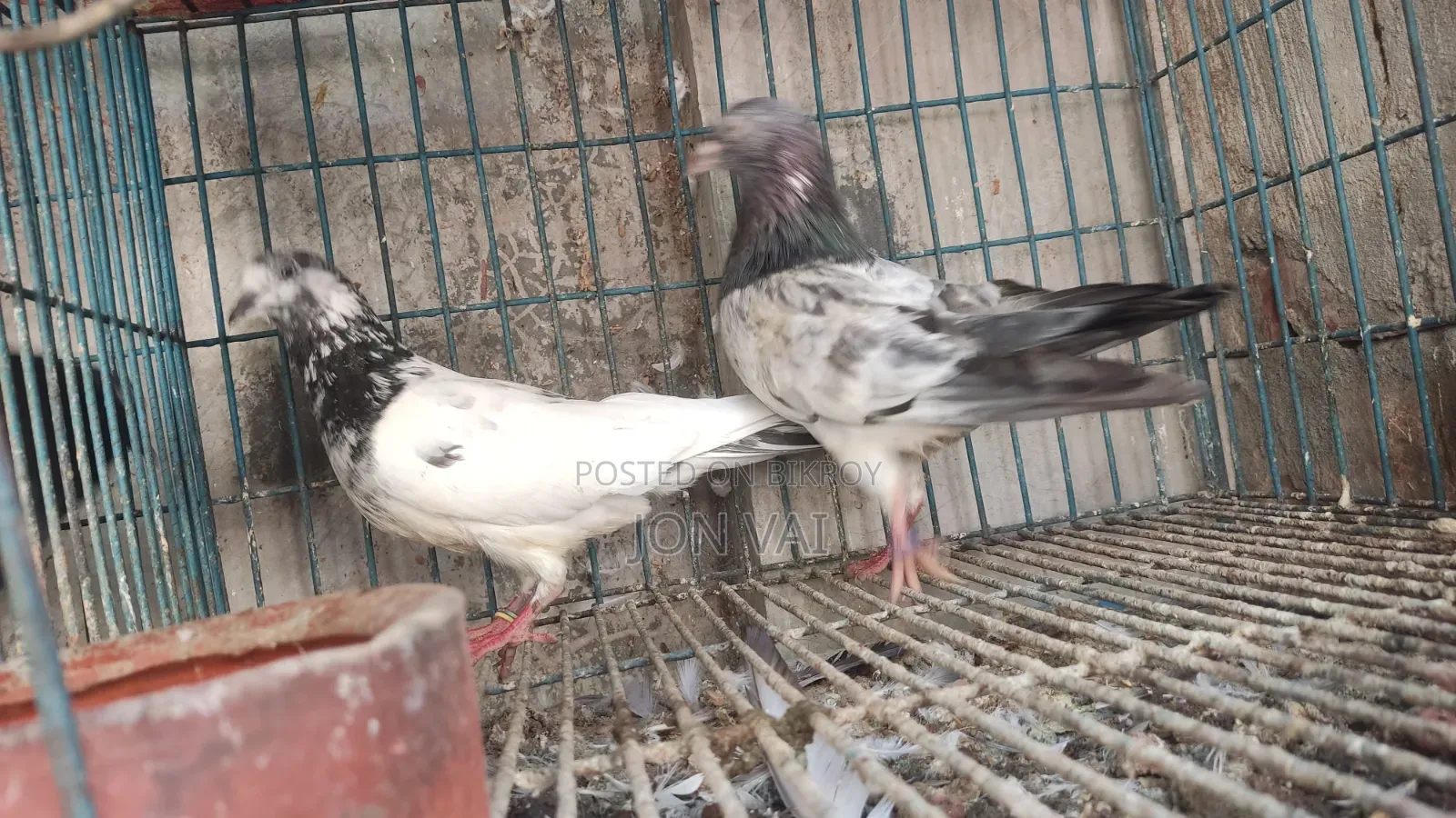 গলায় লাল কবুতর