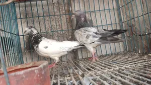 গলায় লাল কবুতর