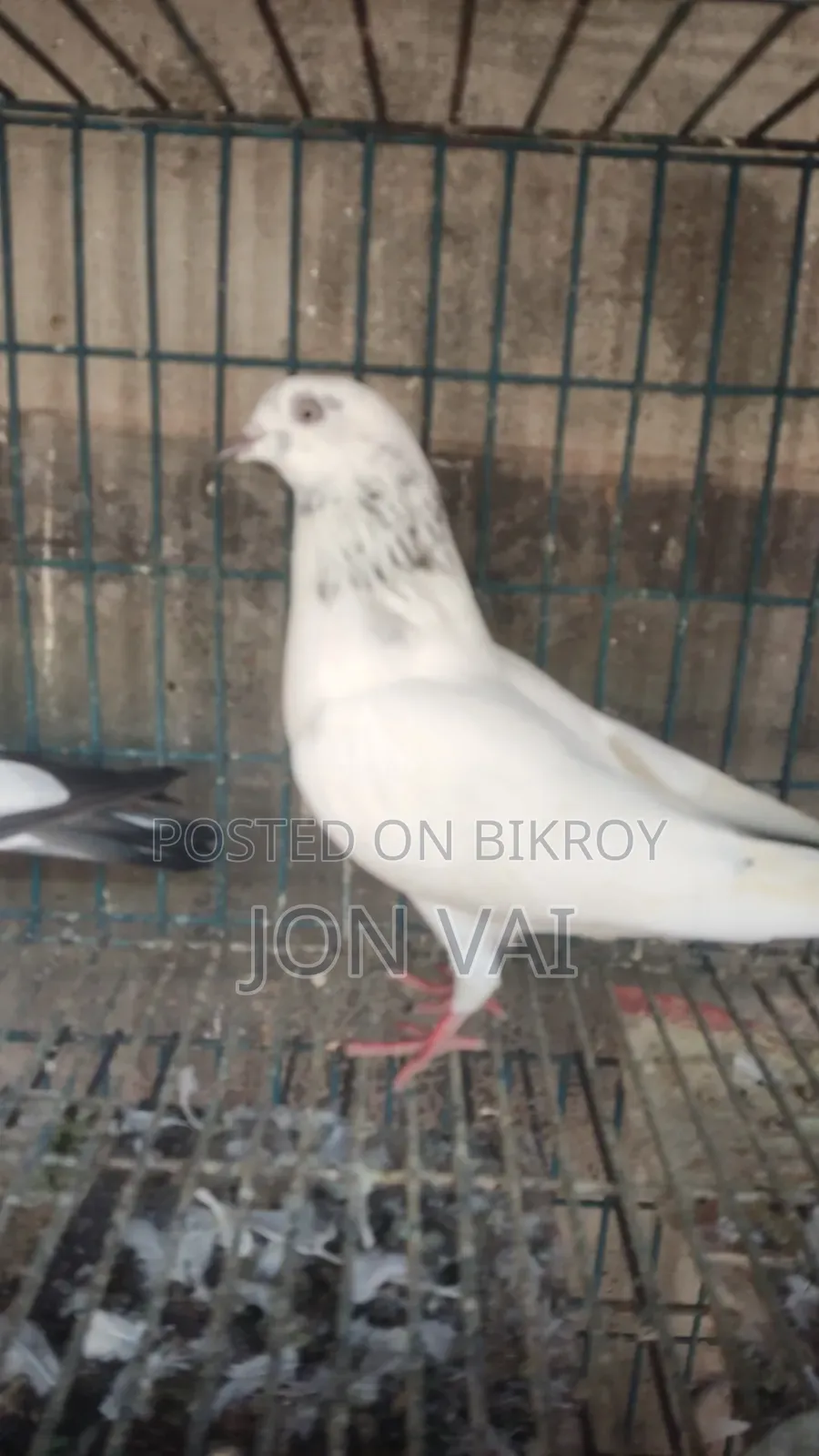 গলায় লাল কবুতর