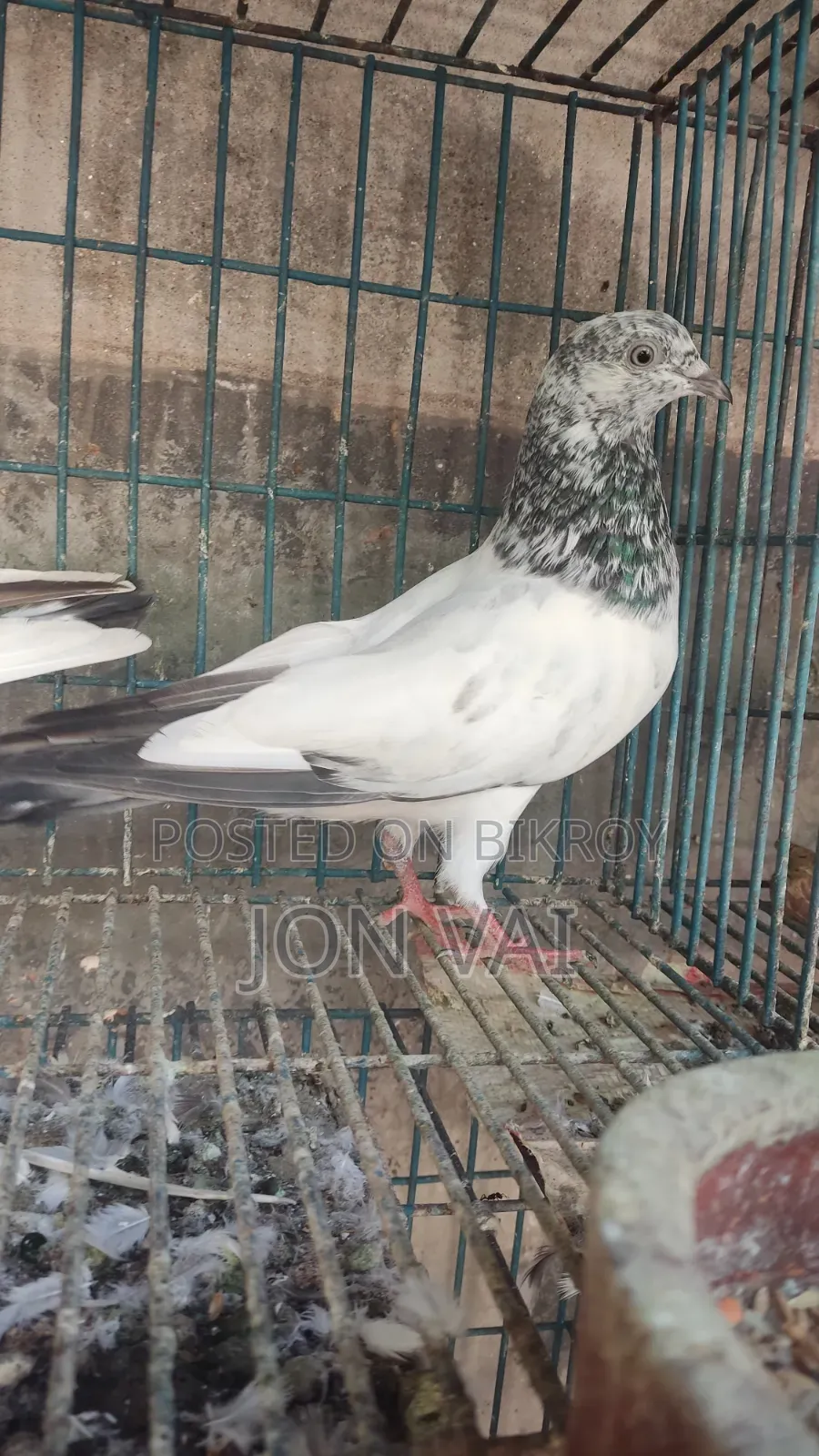 গলায় লাল কবুতর