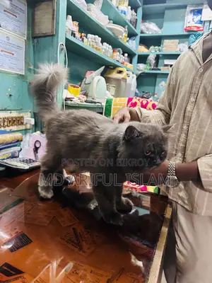 1+ Year Male Purebred Persian