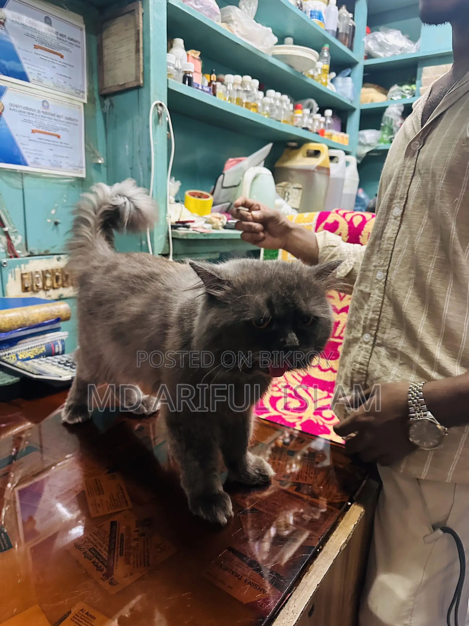 1+ Year Male Purebred Persian