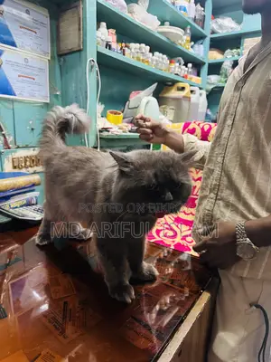 1+ Year Male Purebred Persian