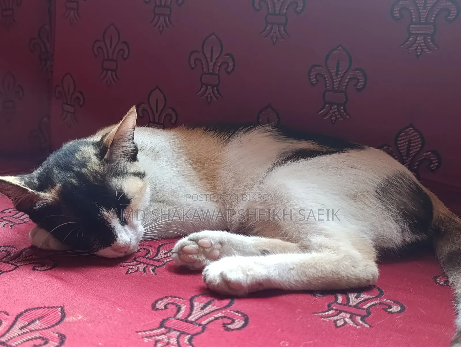 3-6 Months Female Purebred Bengal Cat