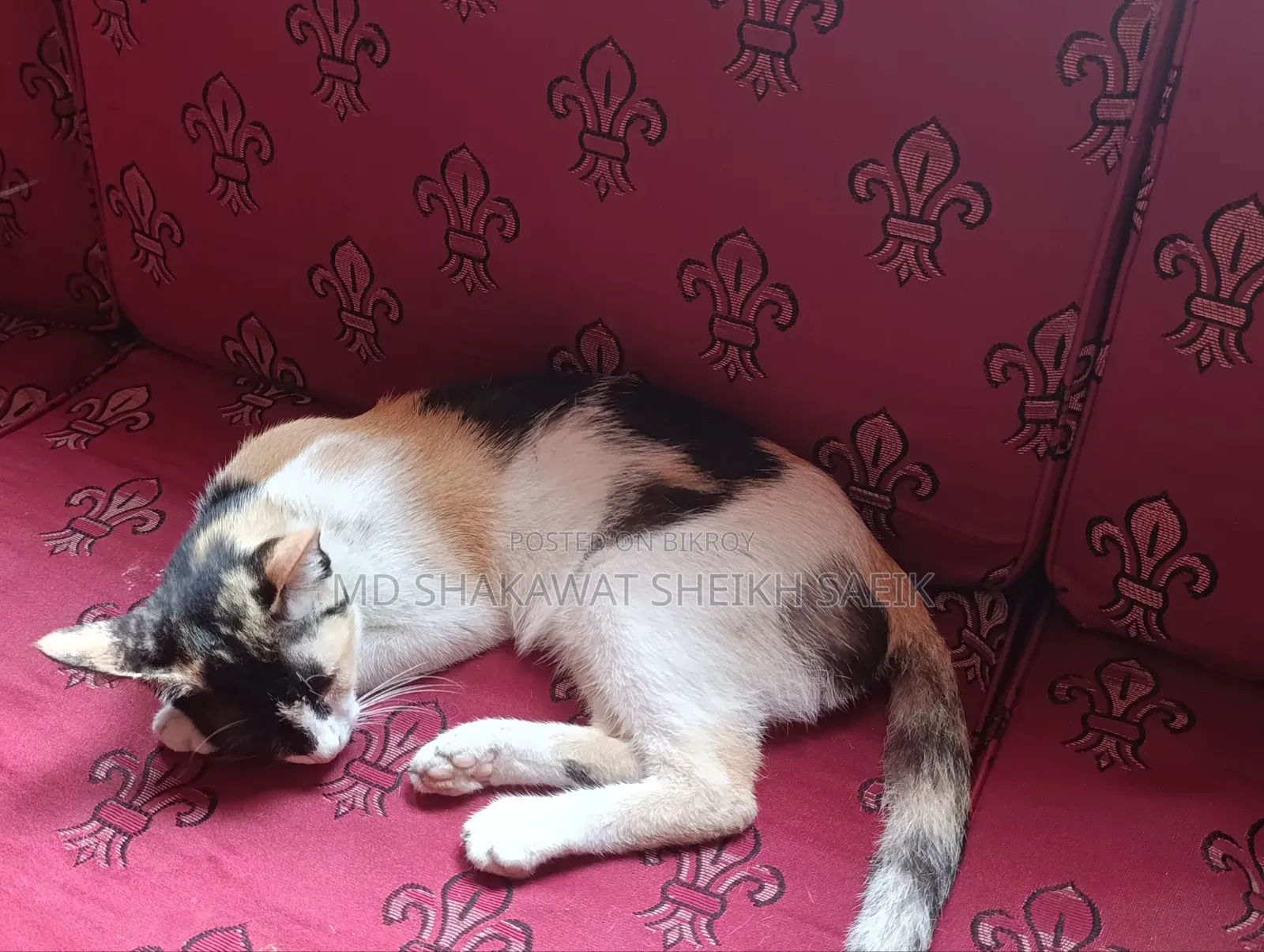 3-6 Months Female Purebred Bengal Cat