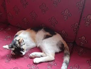 3-6 Months Female Purebred Bengal Cat
