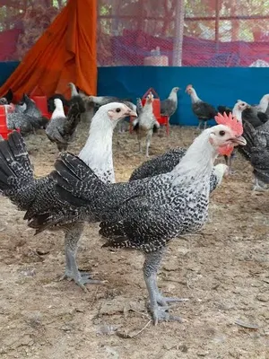দেশি মুরগি, ব্রাহামা, ফাওমি মিশরীয়, হোয়াইট জয়েন কটোনিকস কোয়েল