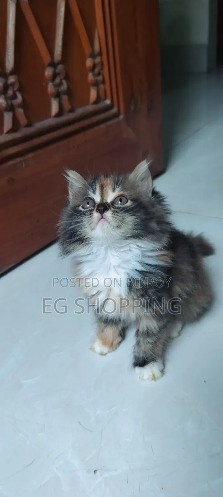 0-1 Month Female Purebred Persian