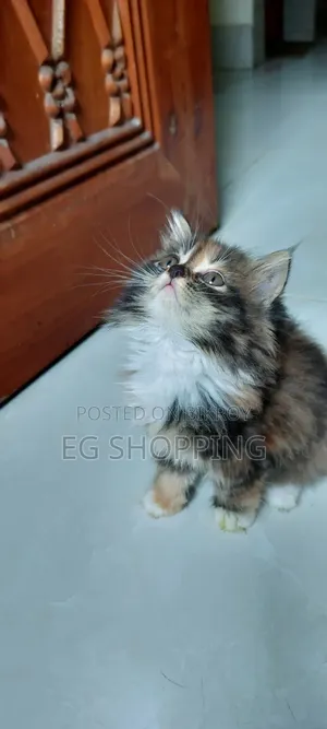 0-1 Month Female Purebred Persian