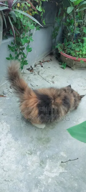 0-1 Month Female Purebred Persian