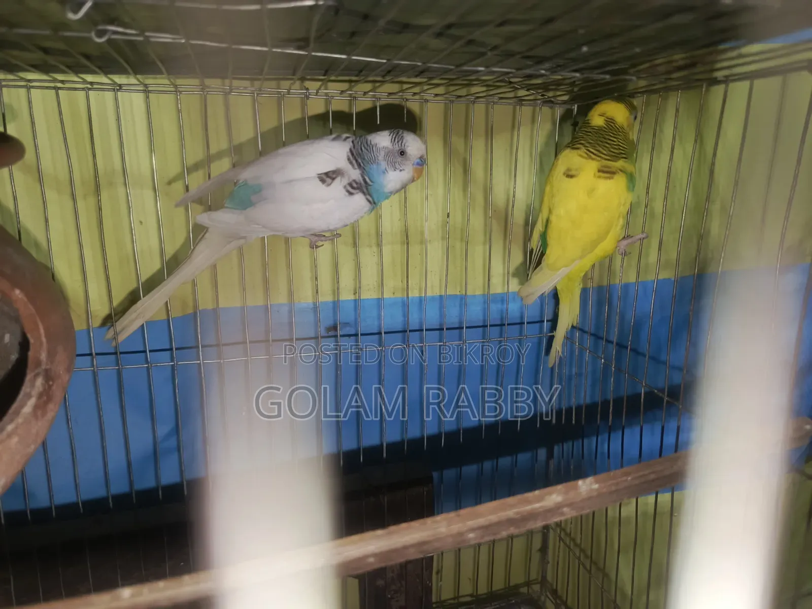 কিছু রানিং পাখি সেল হবে মাশাআল্লাহ সুস্থ সবল। ইনবক্স এ ম্যাসেজ দিন।