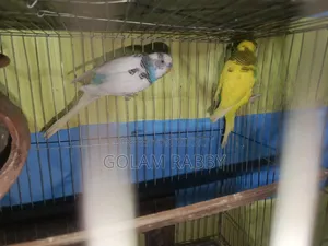 কিছু রানিং পাখি সেল হবে মাশাআল্লাহ সুস্থ সবল। ইনবক্স এ ম্যাসেজ দিন।