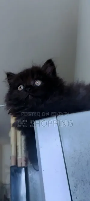 0-1 Month Female Purebred Persian